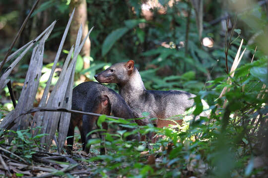 Image of Short-eared Dogs