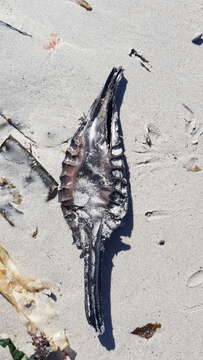 Image of Cape Elephantfish