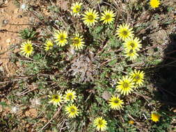 Image of Capeweed