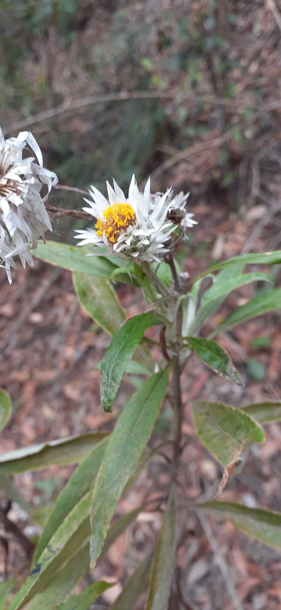 Image of Coronidium elatum subsp. vellerosum Paul G. Wilson