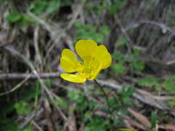 Image of Australian buttercup