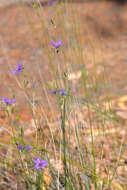 Image of Thysanotus sparteus R. Br.