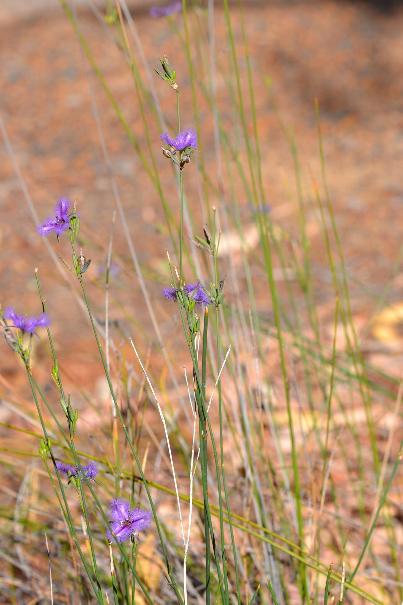 Image of Thysanotus sparteus R. Br.