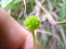 Image of Australian buttercup