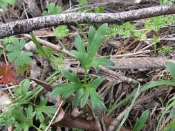 Image of Australian buttercup