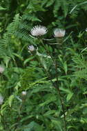 Cirsium clavatum var. americanum (A. Gray) D. J. Keil resmi