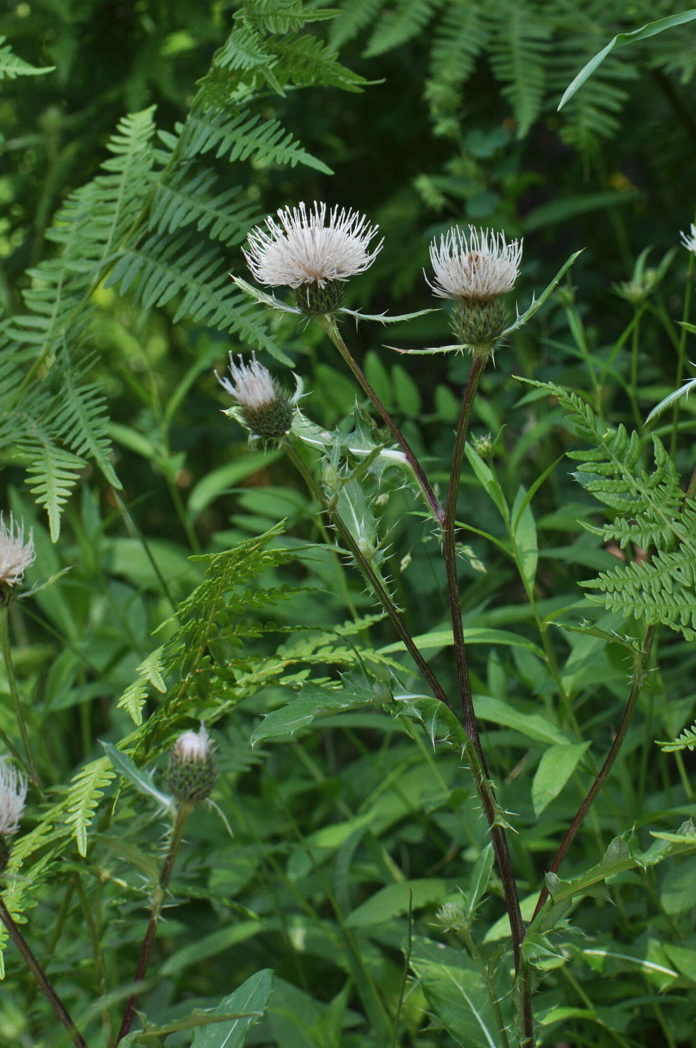 Cirsium clavatum var. americanum (A. Gray) D. J. Keil resmi