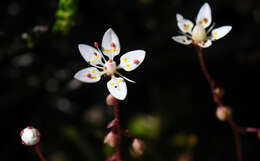 Imagem de Micranthes bryophora (A. Gray) Brouillet & Gornall