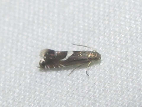 Image of Yellow Nutsedge Moth