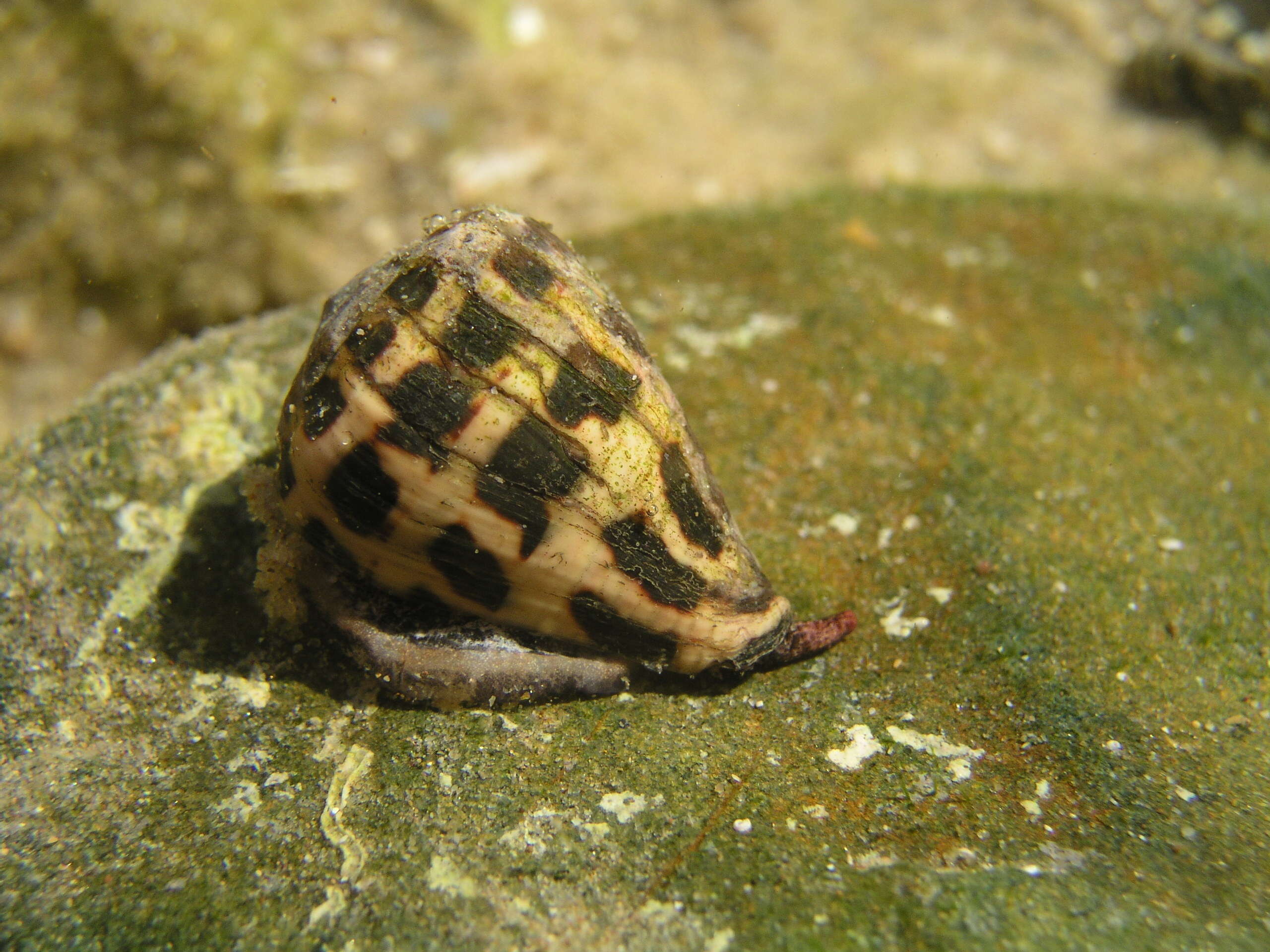 Image of Hebrew cone