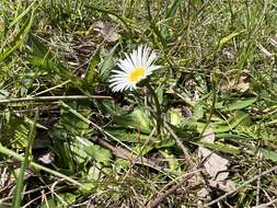 Image of Brachyscome decipiens Hook. fil.