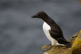 Image of Lesser auk