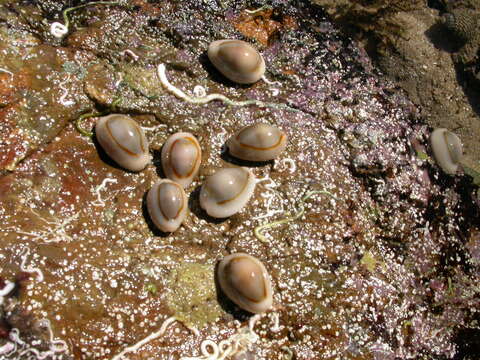 Image of ring cowrie