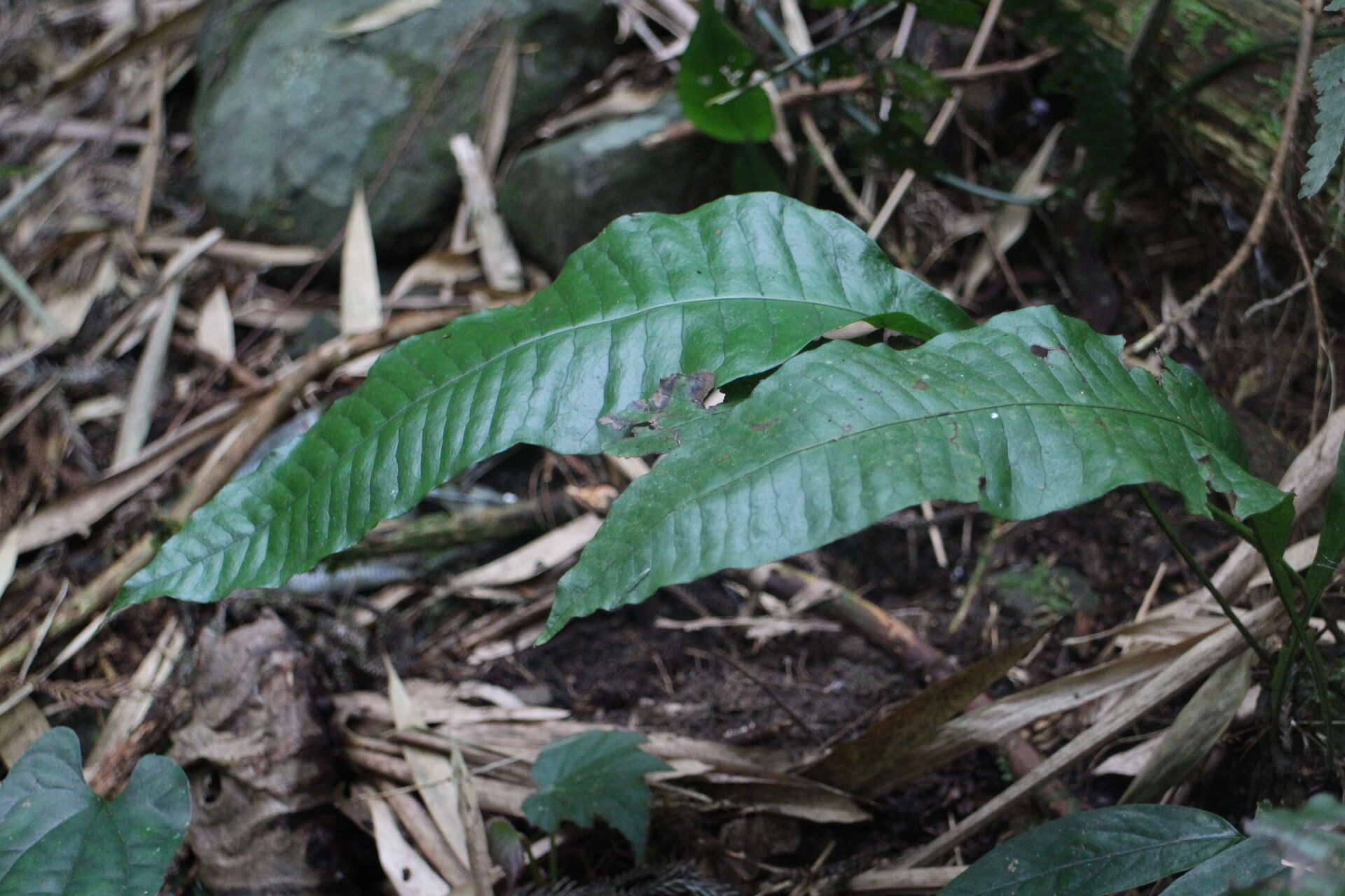 Image of Neocheiropteris ensata (Thunb.) Ching