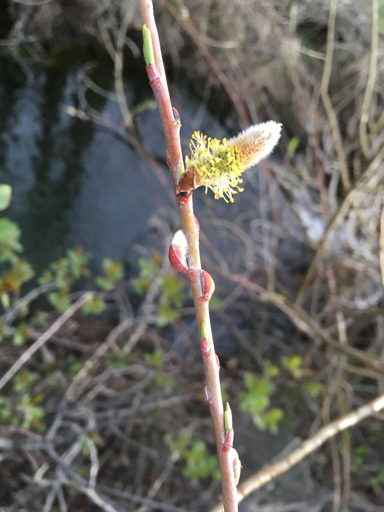 Imagem de Salix irrorata Anderss.