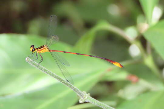 Imagem de Heteragrion alienum Williamson 1919