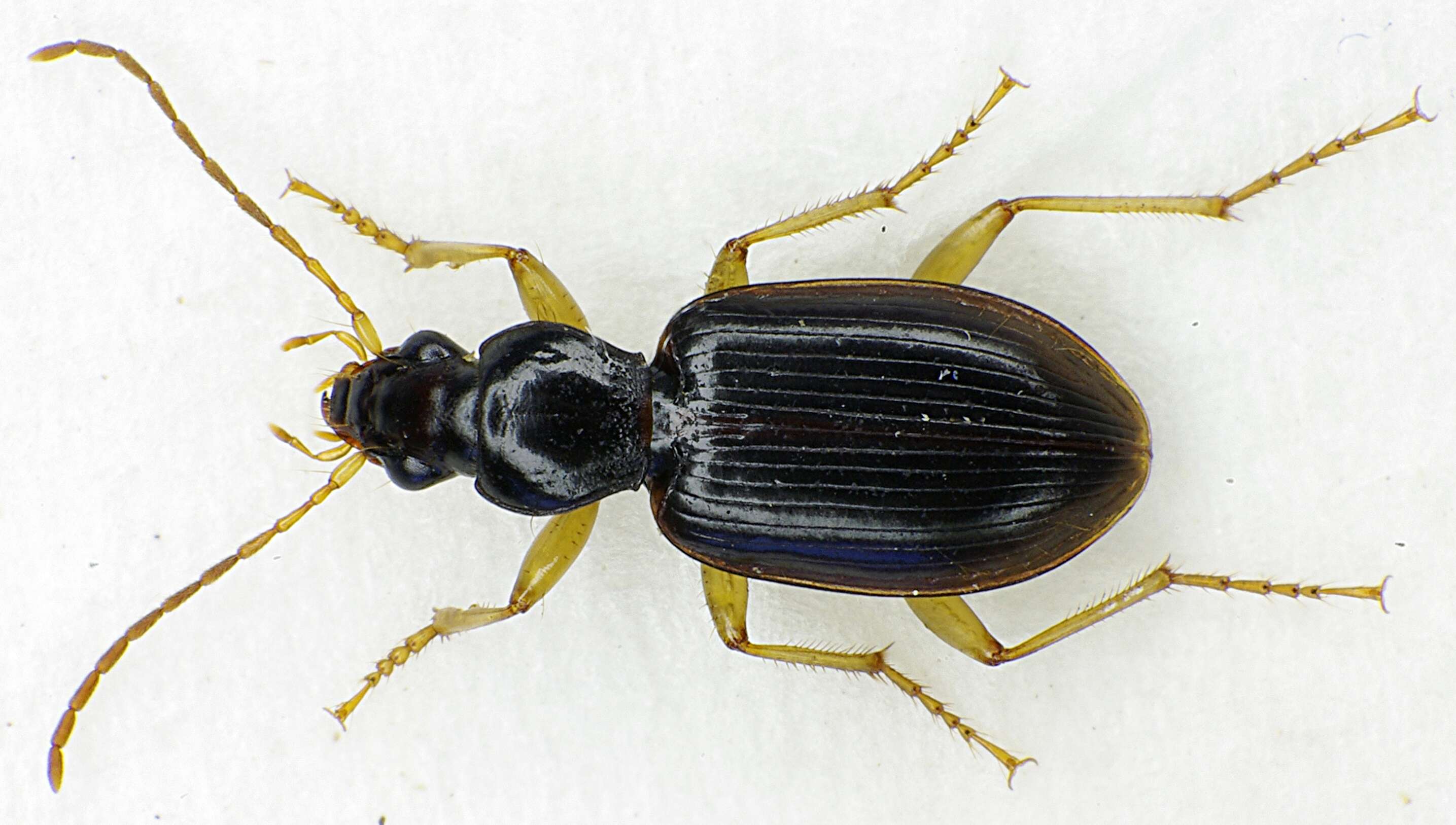 Image of Ground beetle