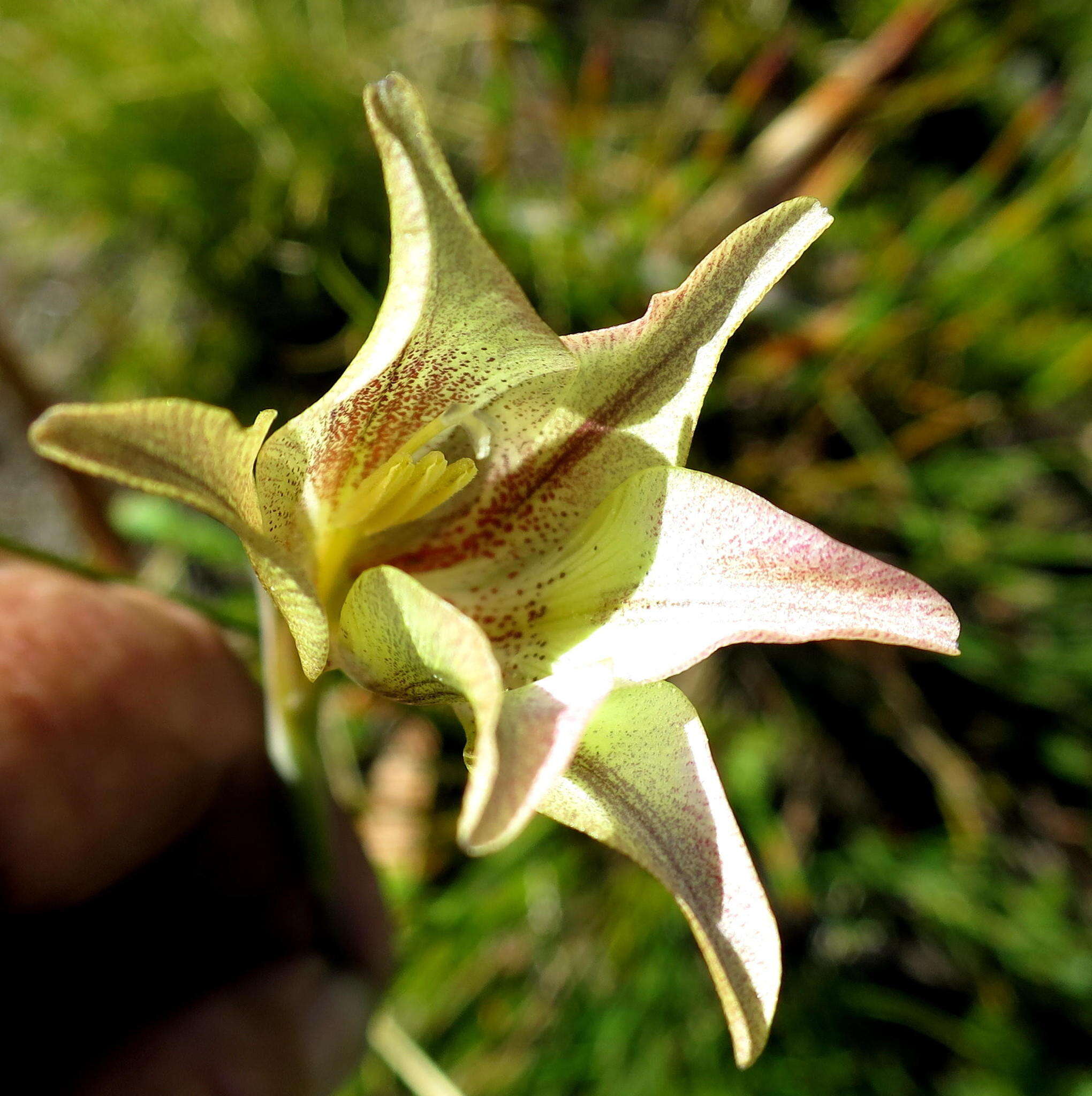 Imagem de Gladiolus longicollis subsp. longicollis