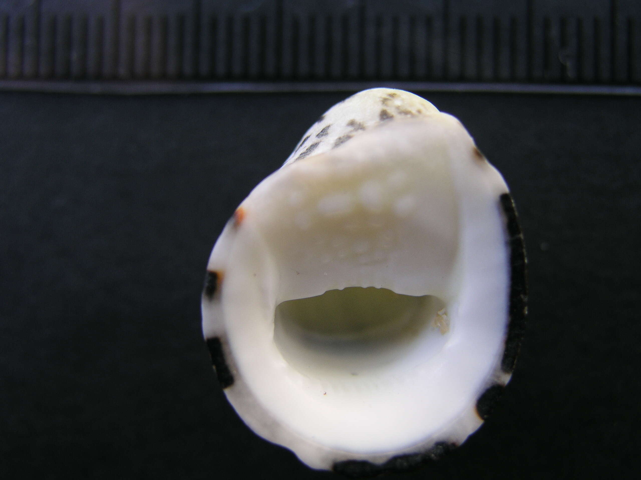 Image of blotched nerite