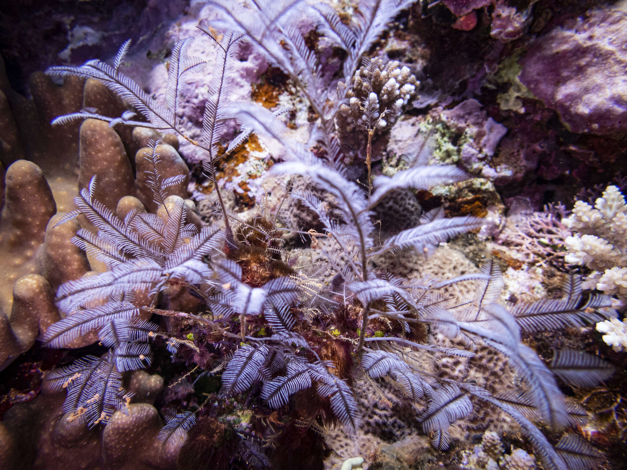 Image of Delicate white stinging hydroids