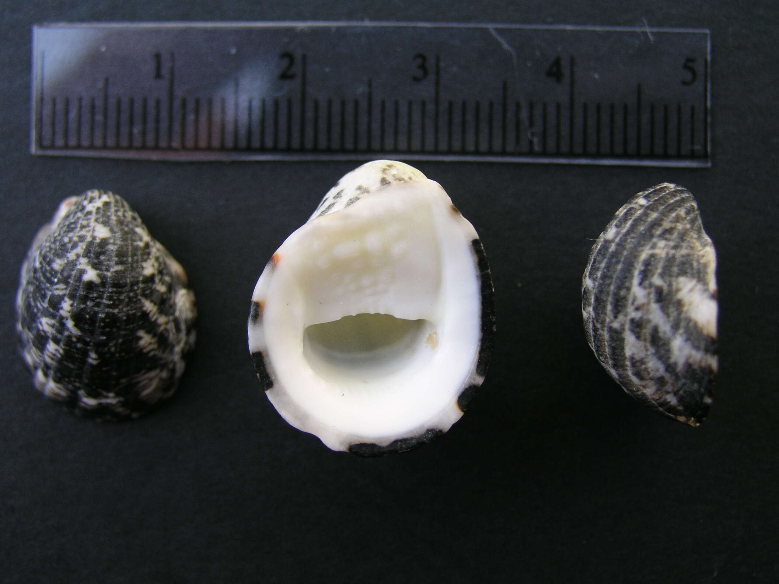 Image of blotched nerite