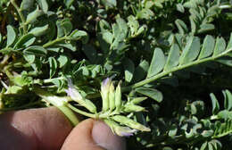 Image de <i>Astragalus <i>lentiginosus</i></i> var. lentiginosus