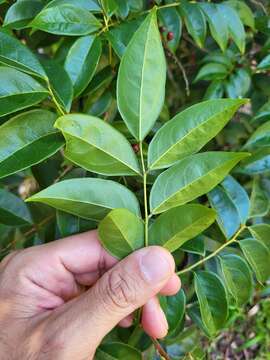 Image of Florida bitterbush