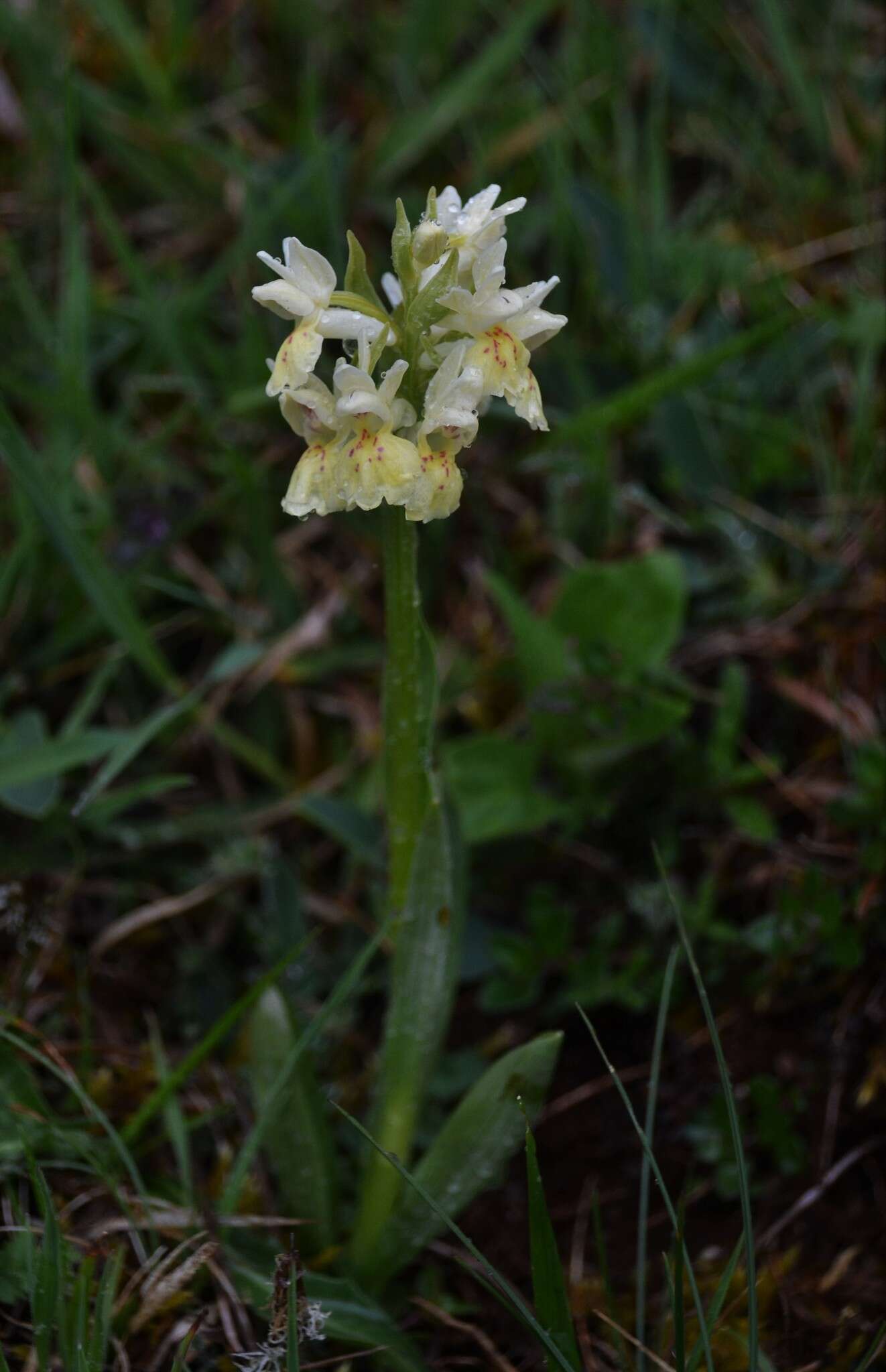 Image of Elder-flowered orchid