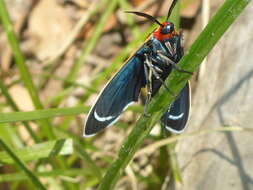 Imagem de Ctenucha venosa Walker 1854