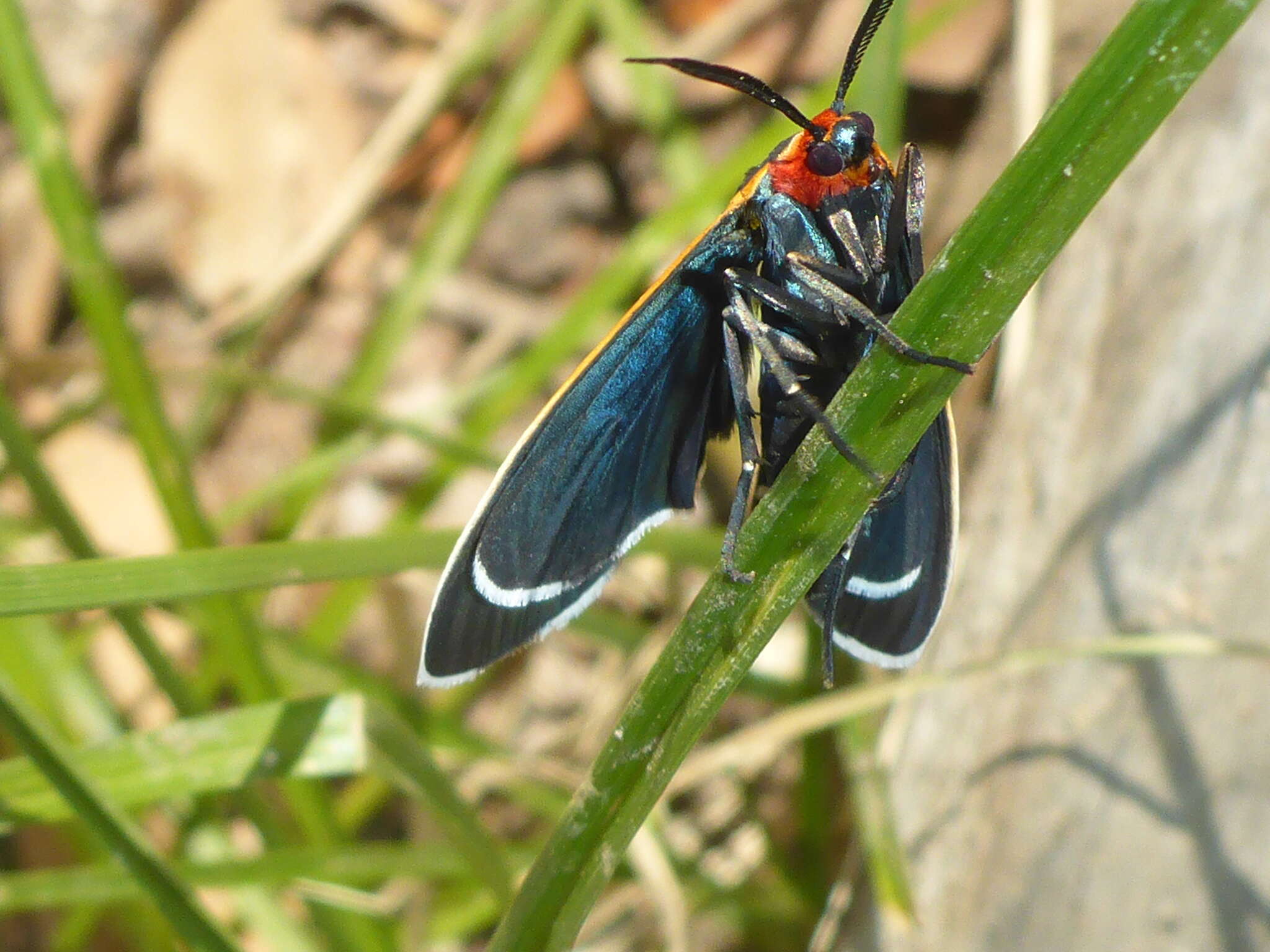 Imagem de Ctenucha venosa Walker 1854