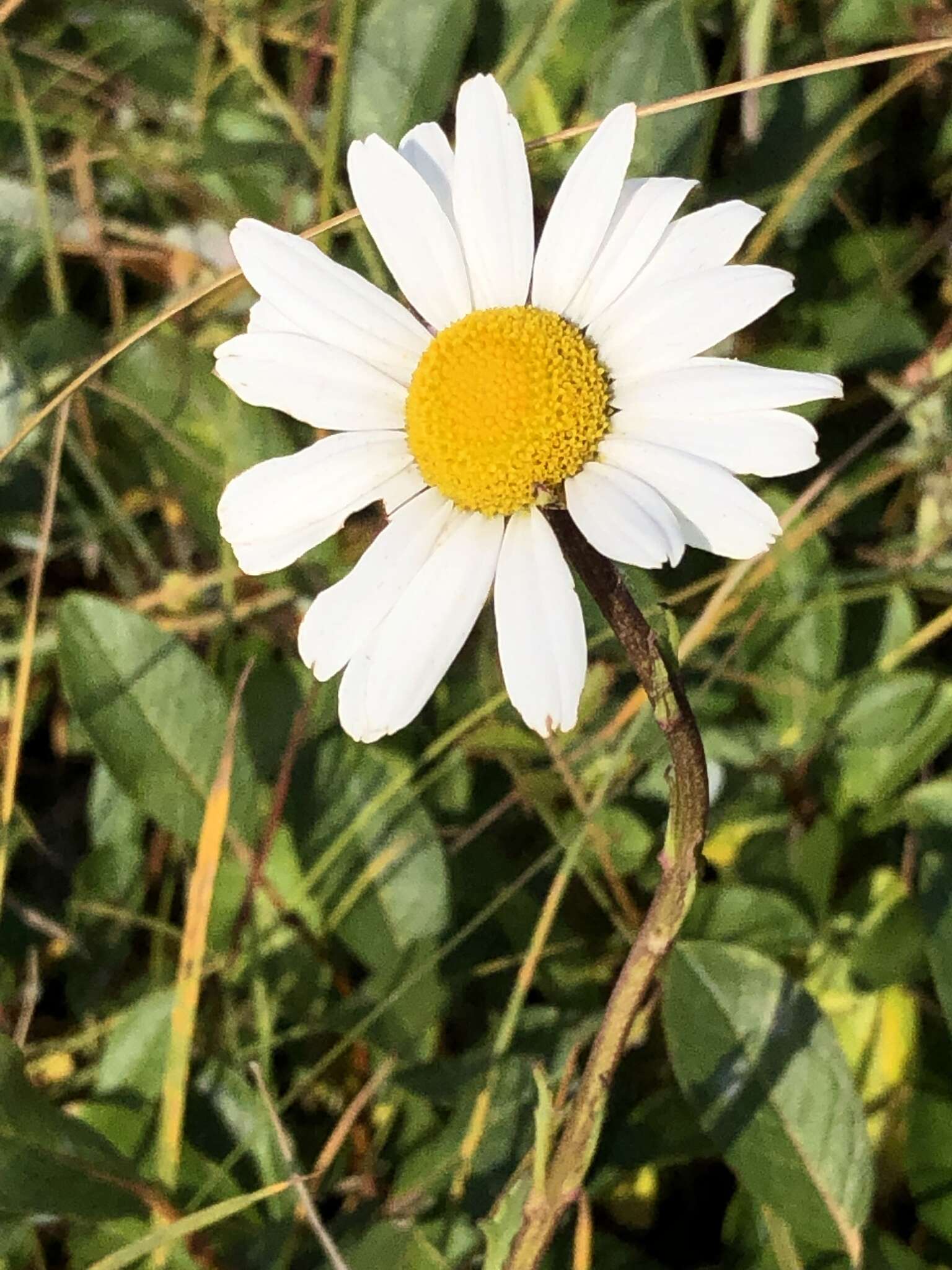 Image of arctic daisy