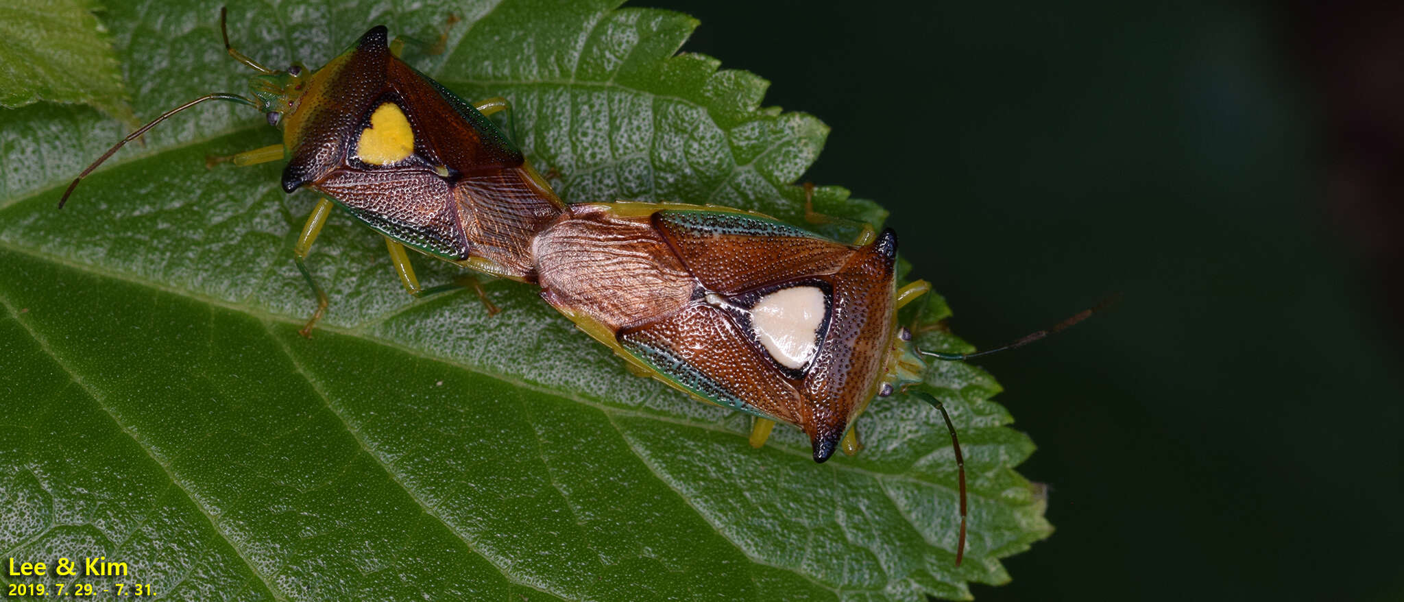 Image of Sastragala esakii Hasegawa 1959