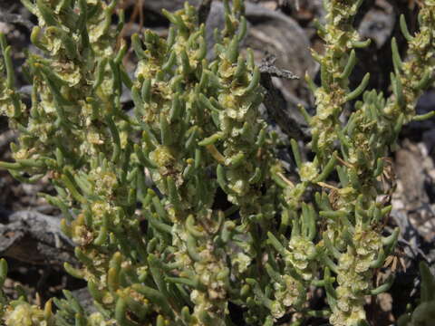 Plancia ëd Neokochia americana (S. Watson) G. L. Chu & S. C. Sand.