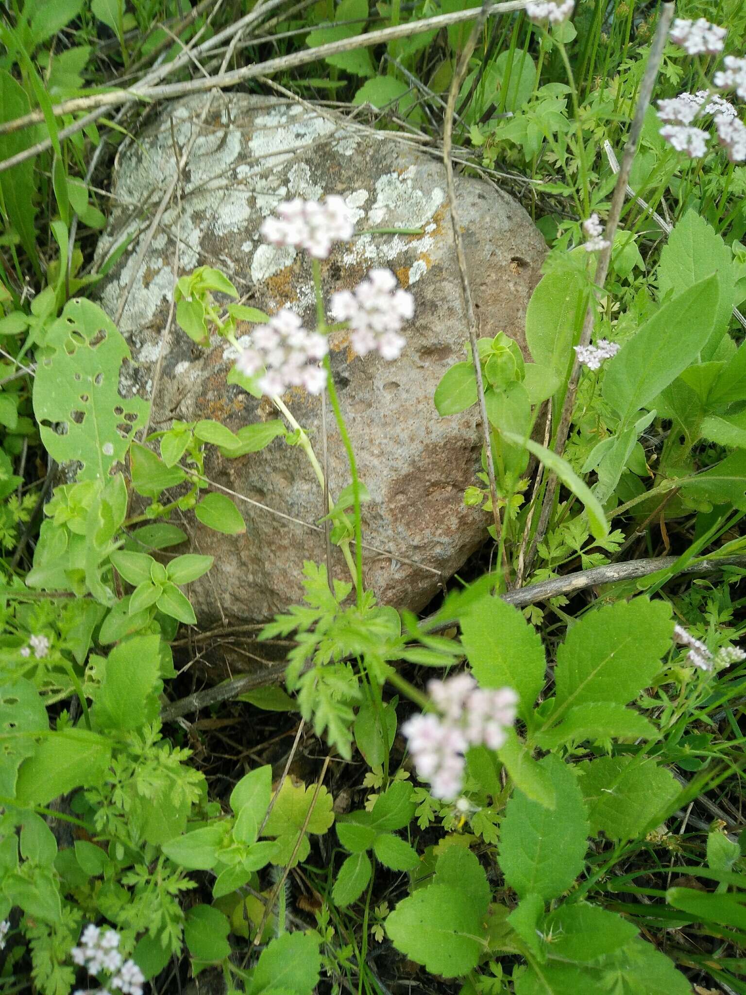 Слика од Torilis trichosperma (L.) Spreng.