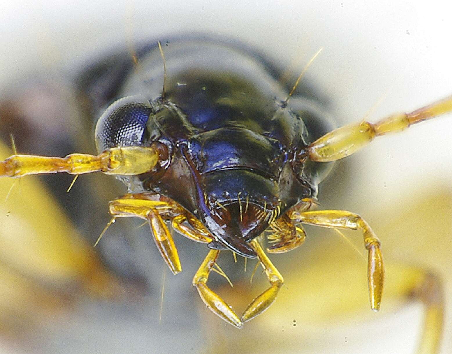 Image of Ground beetle