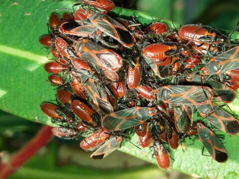 Image of Caenocoris nerii (Germar & E. F. 1847)