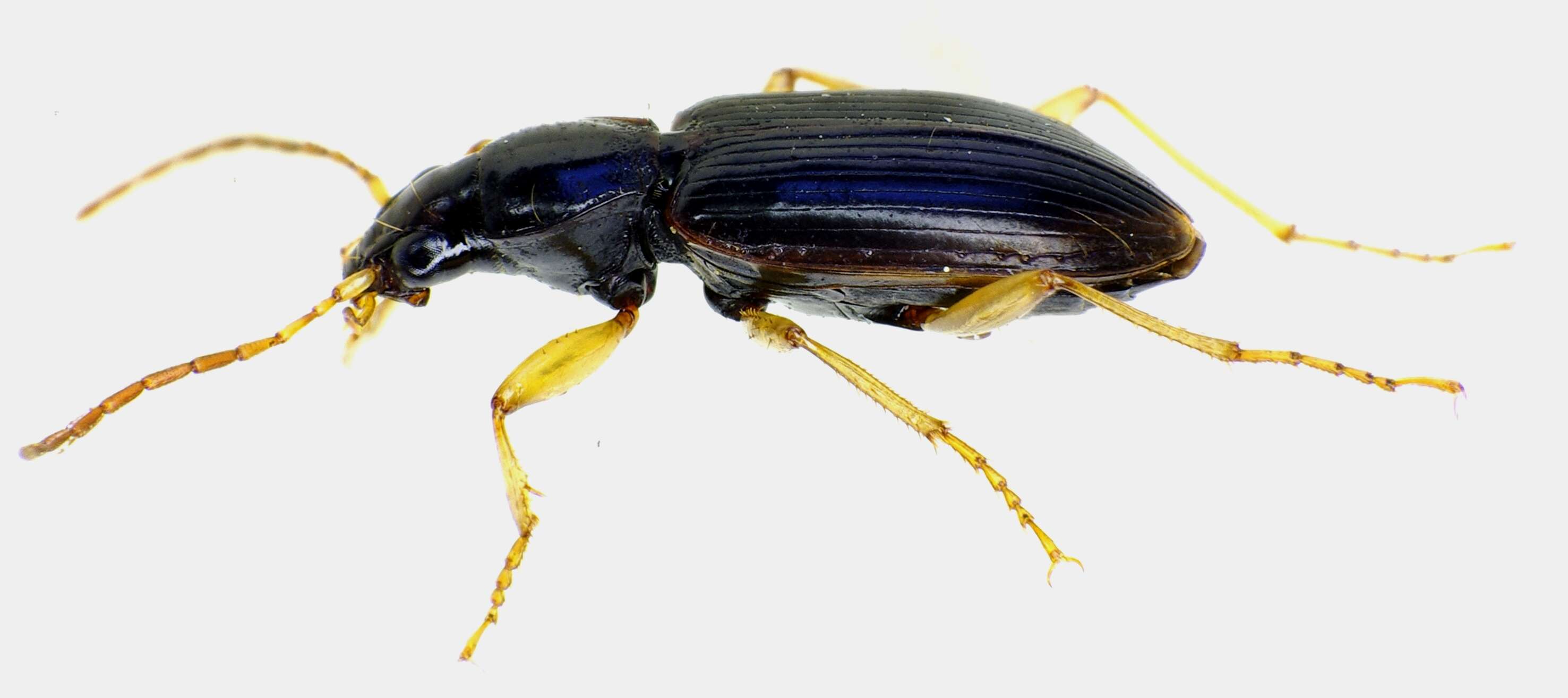 Image of Ground beetle