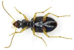 Image of Ground beetle