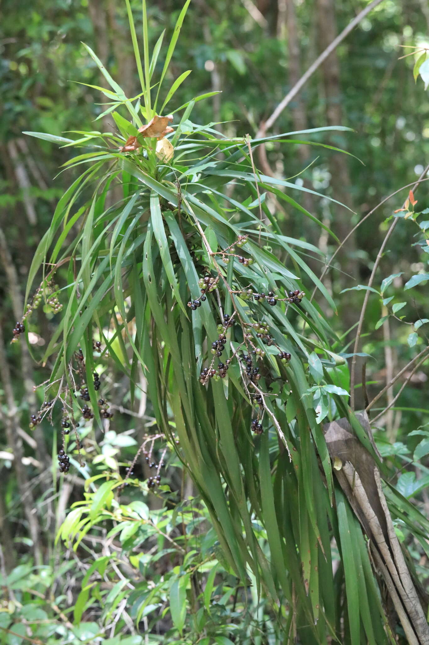 Imagem de Cordyline stricta (Sims) Endl.