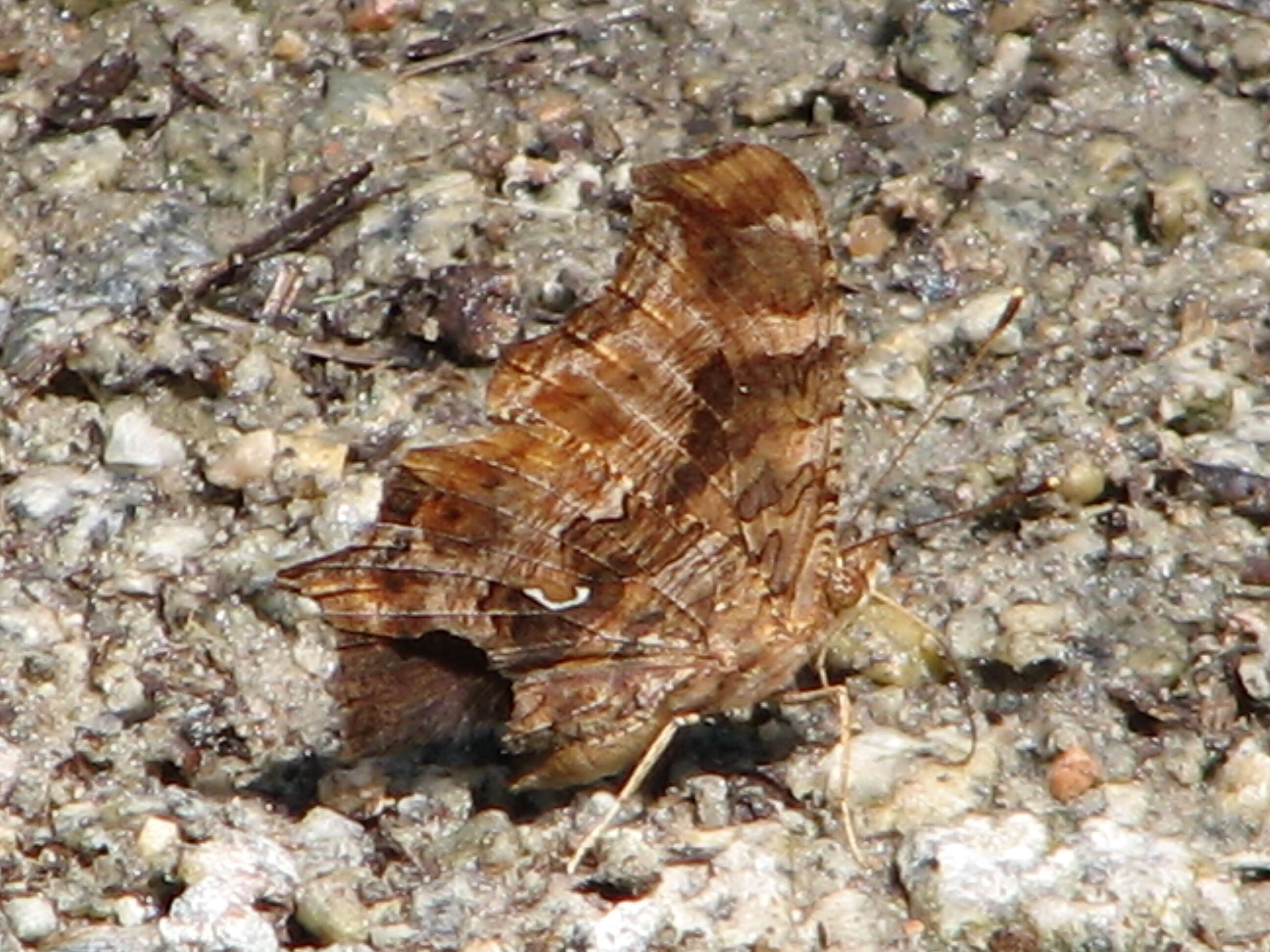 Image of Eastern Comma