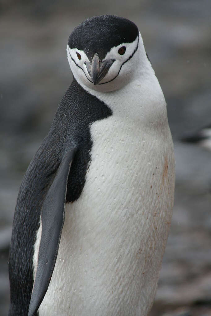 Plancia ëd Pygoscelis antarcticus (Forster & JR 1781)