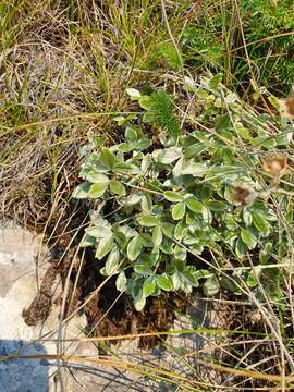 Image of Potentilla apennina Ten.