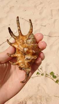 Image of spider conch