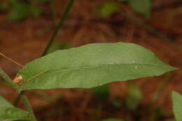 Image of Canadian hawkweed