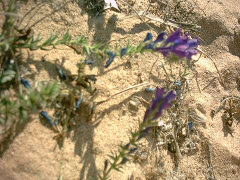 Plancia ëd Echium sabulicola Pomel