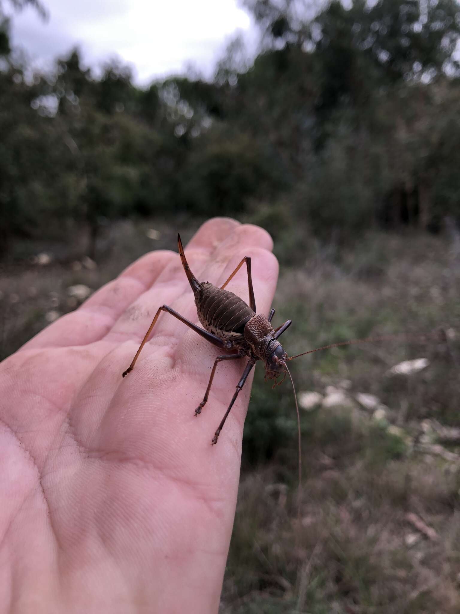 Image of Lluciapomaresius anapaulae (Schmidt & G. H. 2009)