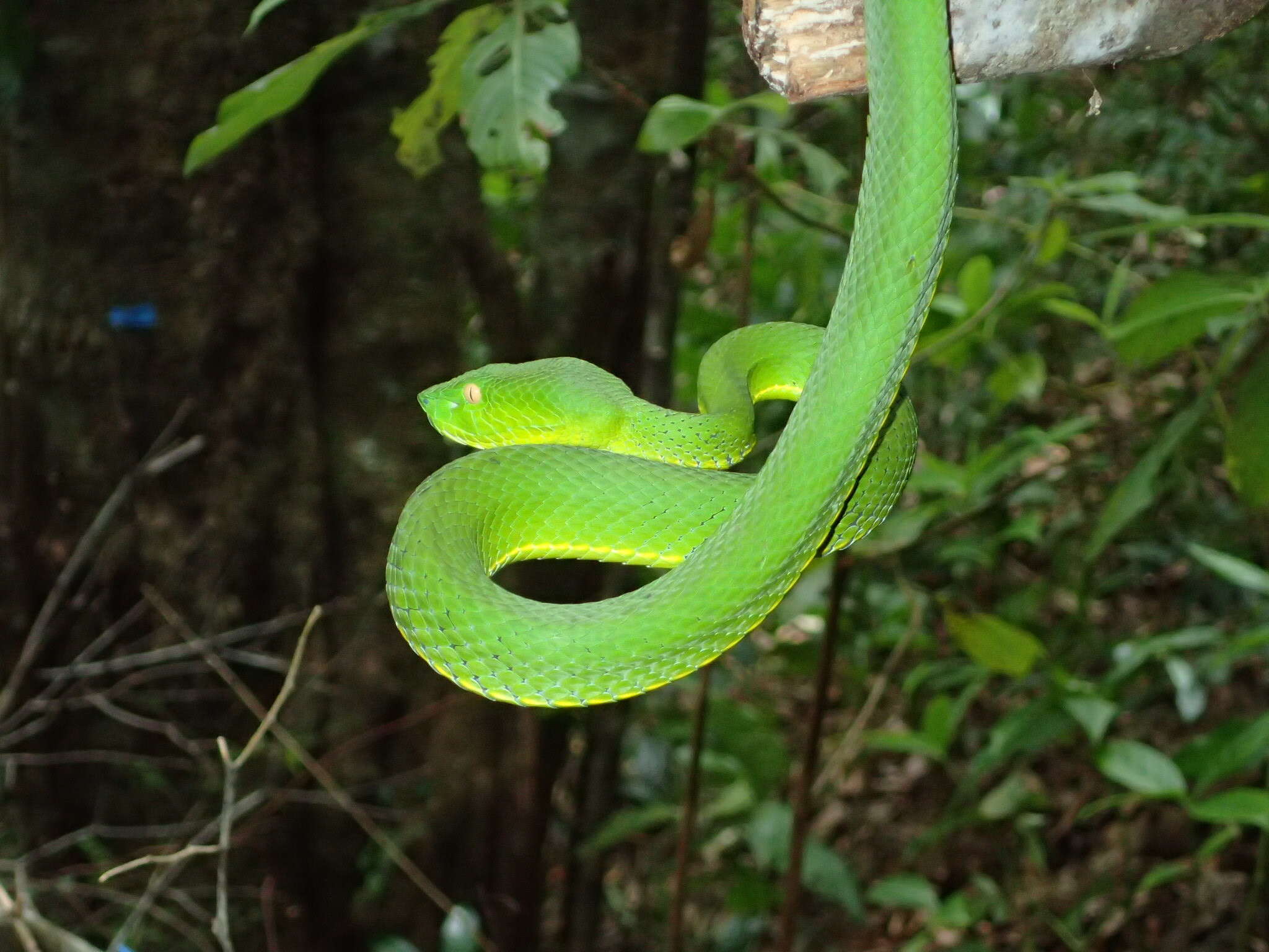 Image of Trimeresurus vogeli David, Vidal & Pauwels 2001