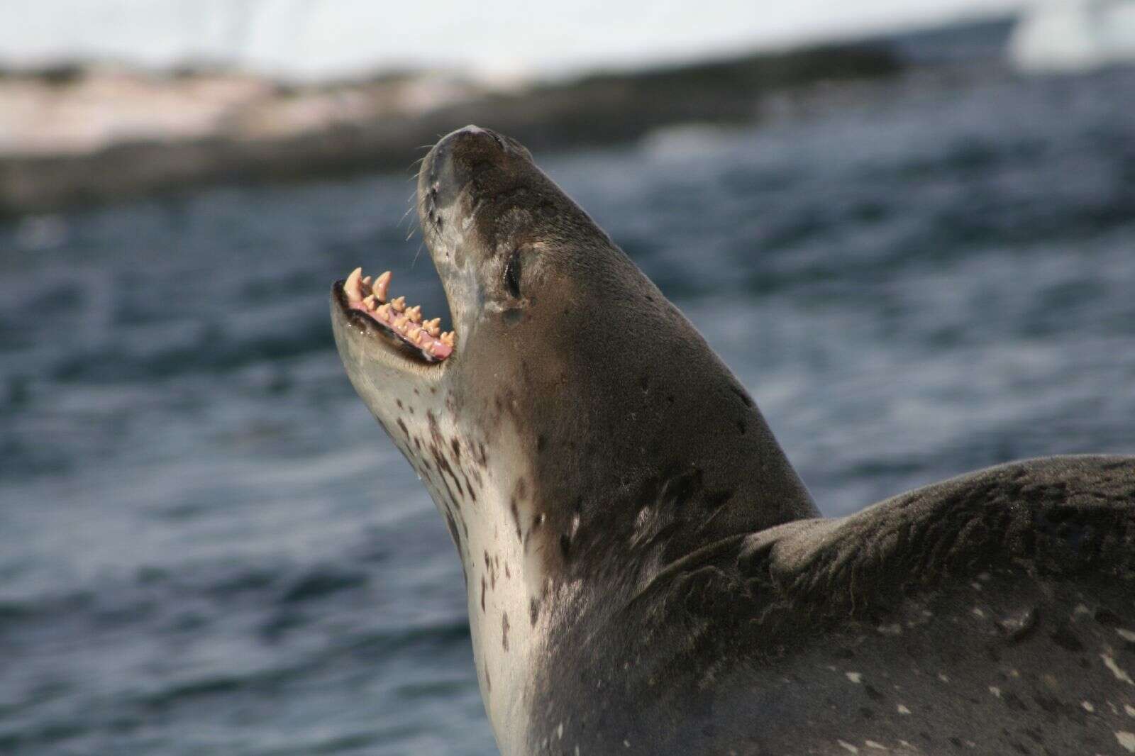 Image of leopard seal