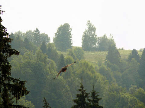 Image of Black Stork