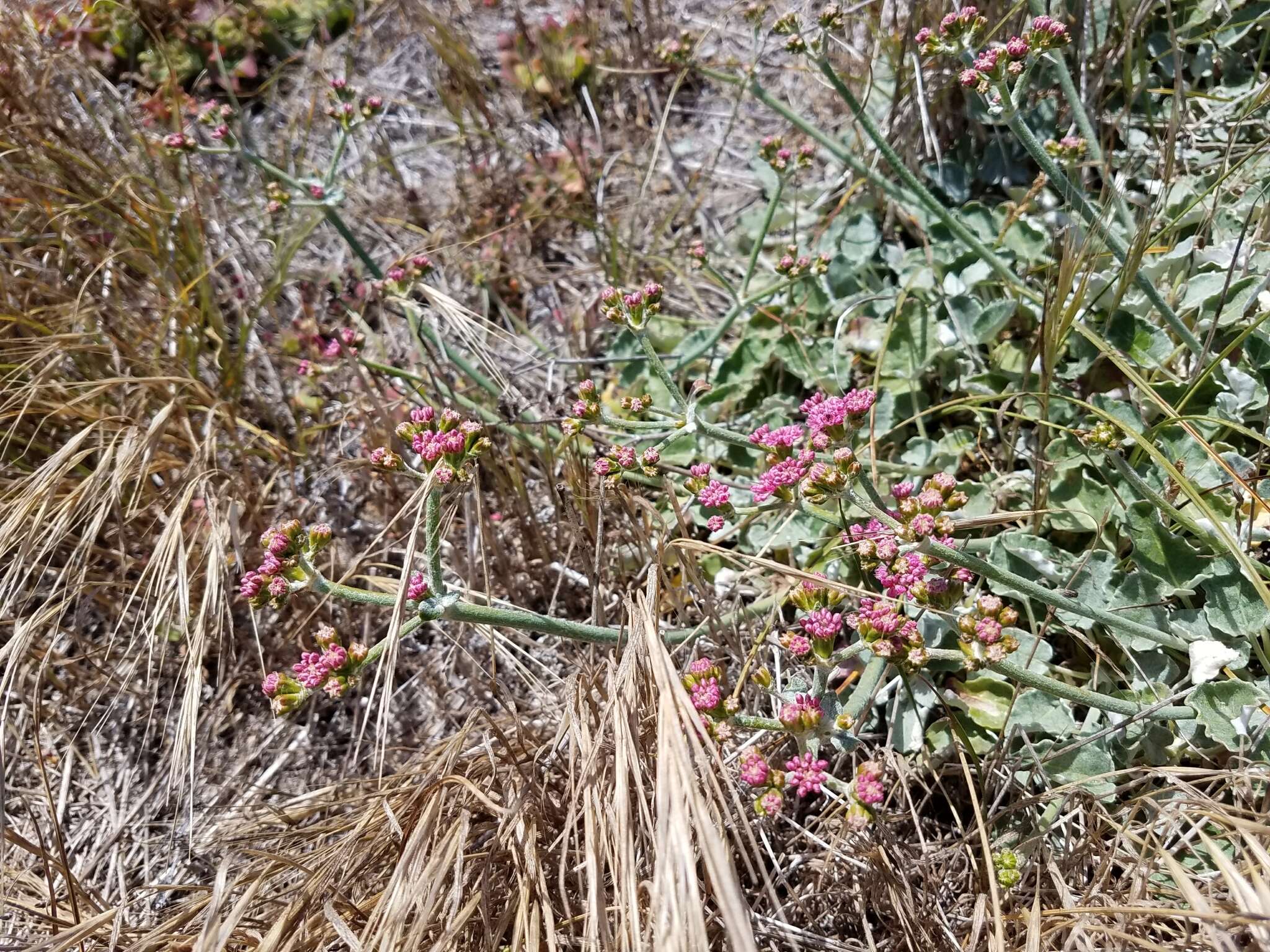 Image of redflower buckwheat